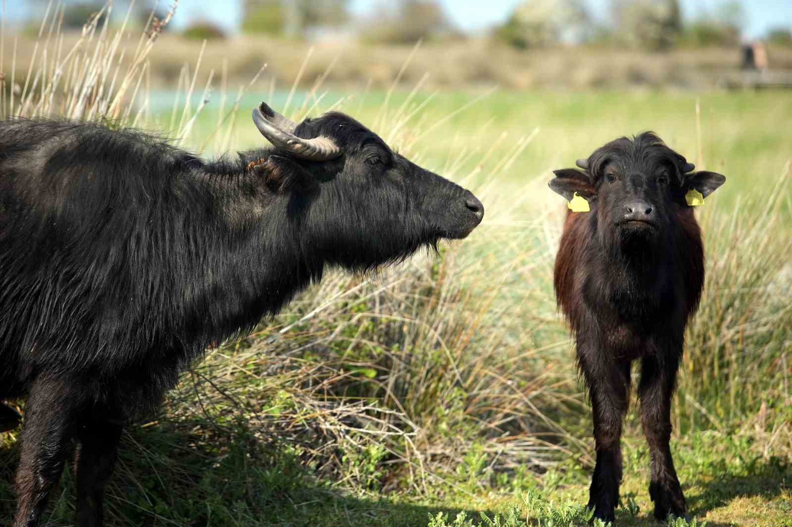 Baharın güzelliği deltada: Su papatyaları ve mandalarıyla ziyaretçilerin ilgi odağı
