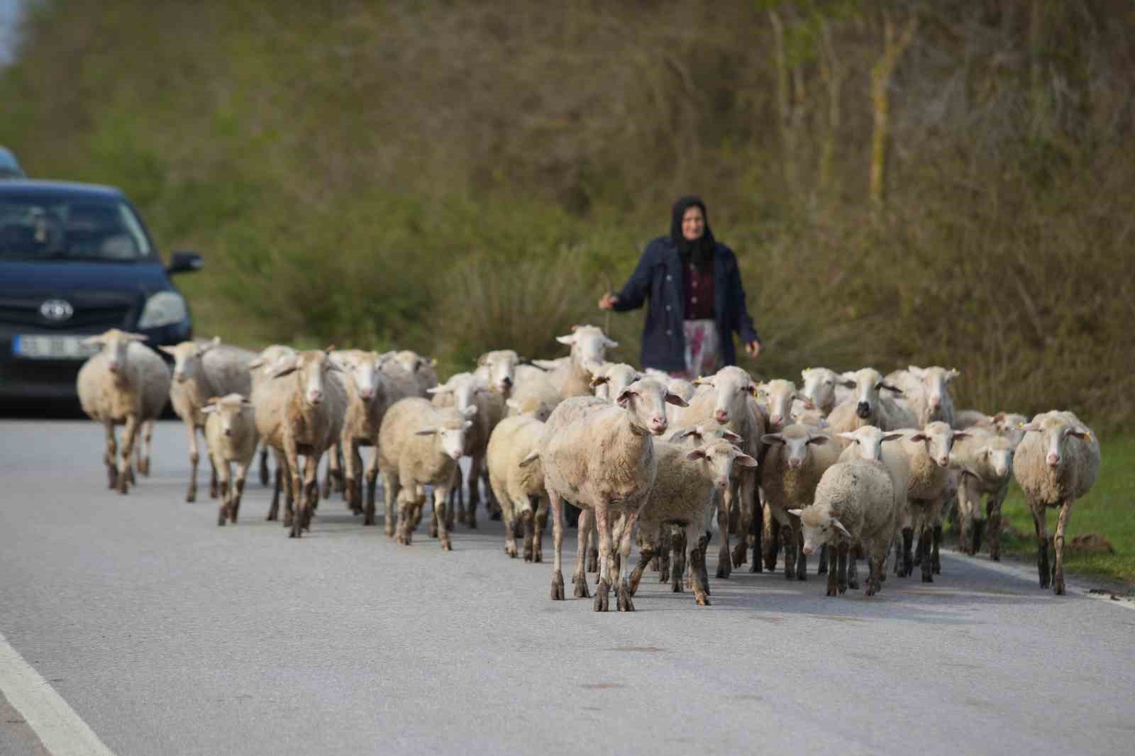 Baharın güzelliği deltada: Su papatyaları ve mandalarıyla ziyaretçilerin ilgi odağı

