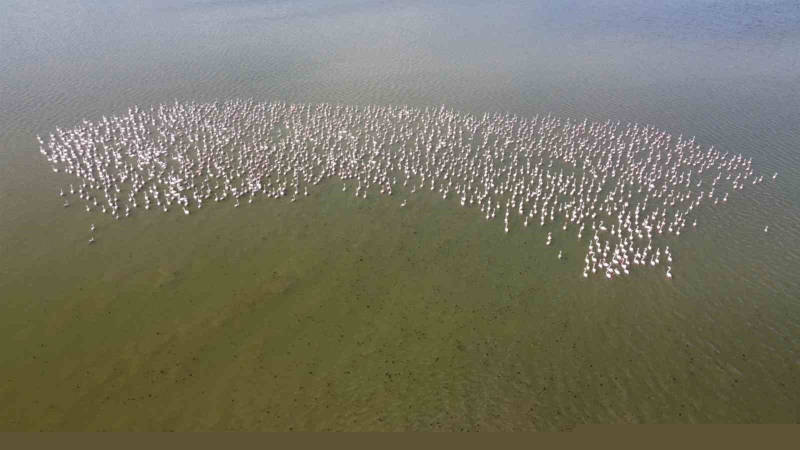 Baharın habercisi allı turnalar Yozgat’ta görüntülendi
