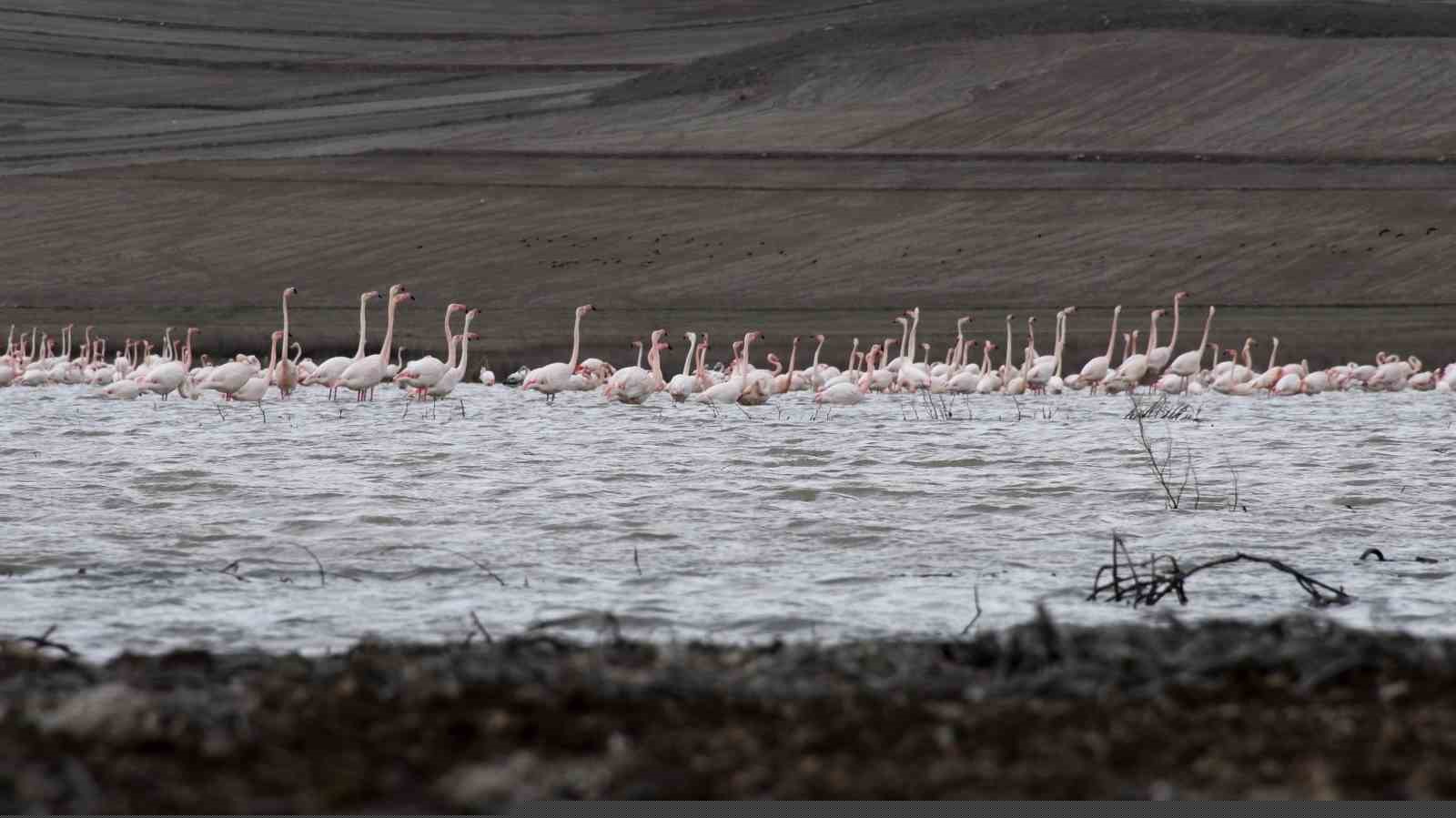 Baharın habercisi allı turnalar Yozgat’ta görüntülendi
