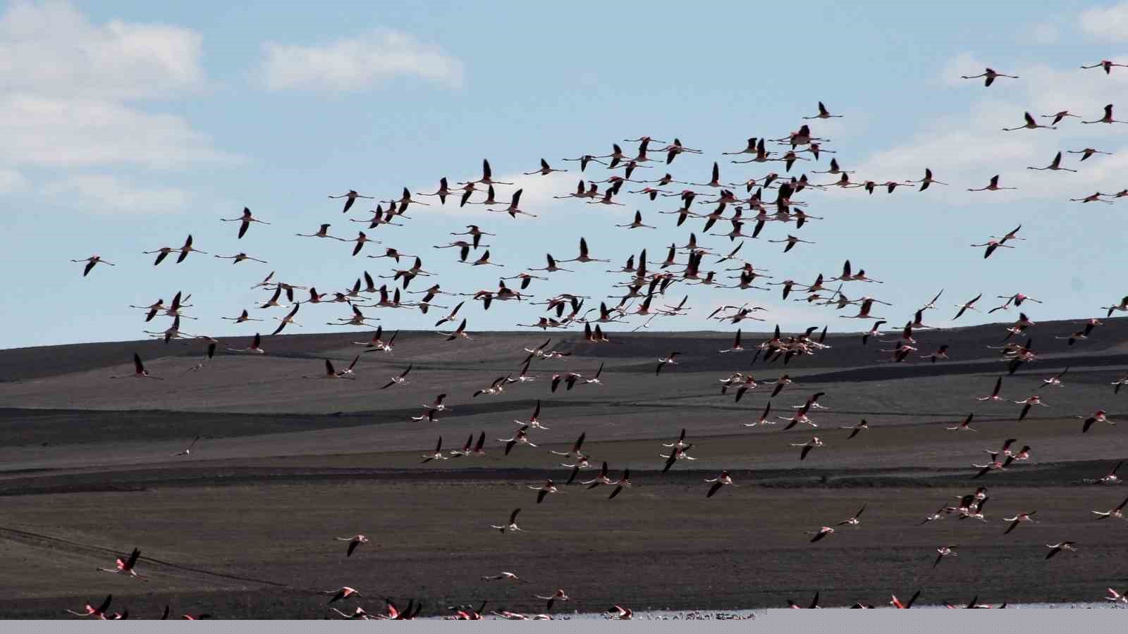 Baharın habercisi allı turnalar Yozgat’ta görüntülendi
