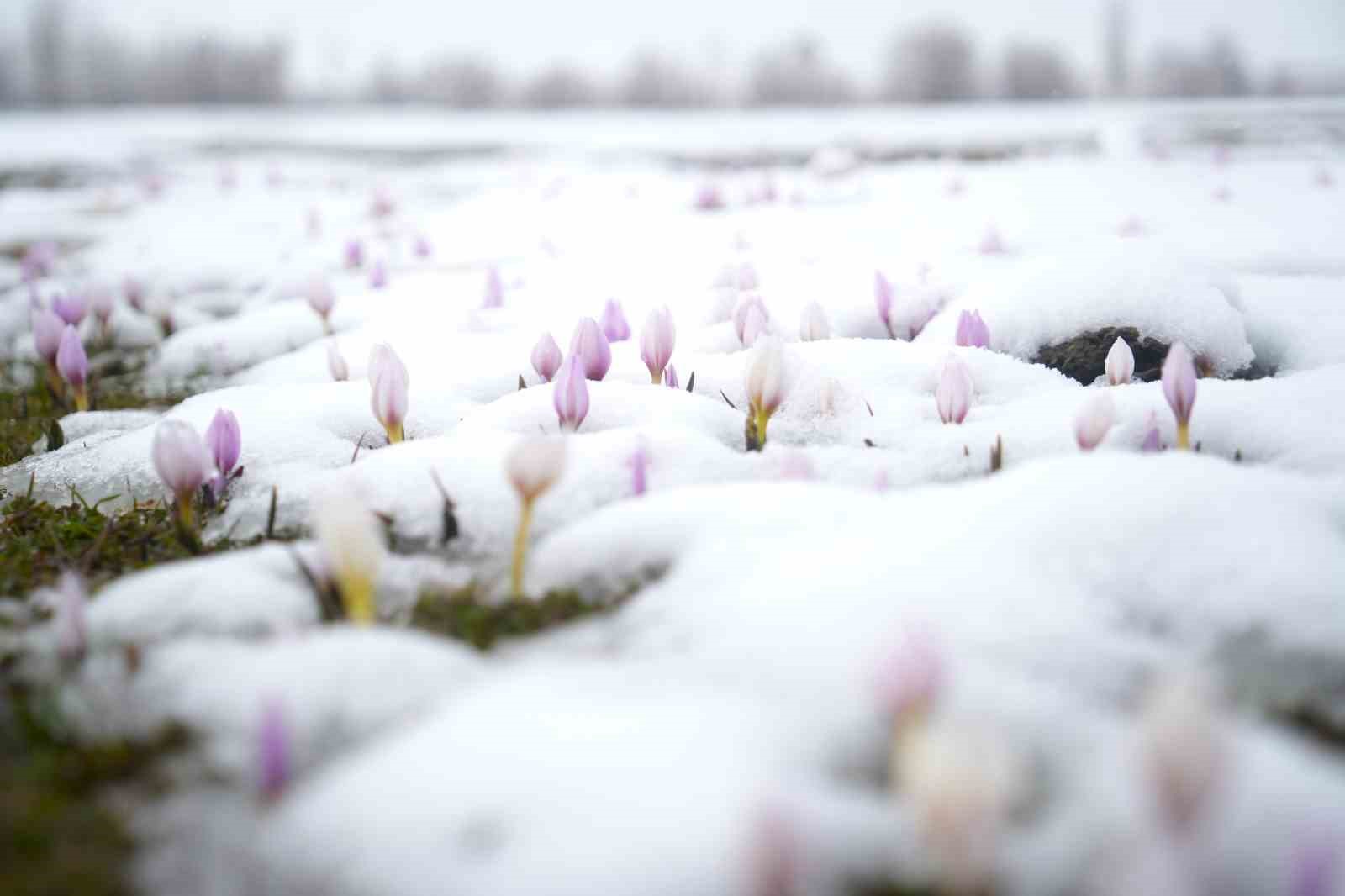 Baharın habercisi çiğdemler kar altında kaldı
Baharın habercisi çiğdemler kar altında kaldı