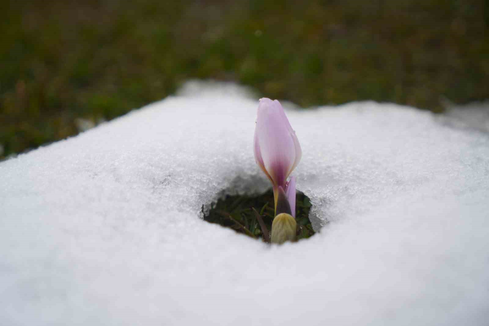 Baharın habercisi çiğdemler kar altında kaldı
Baharın habercisi çiğdemler kar altında kaldı