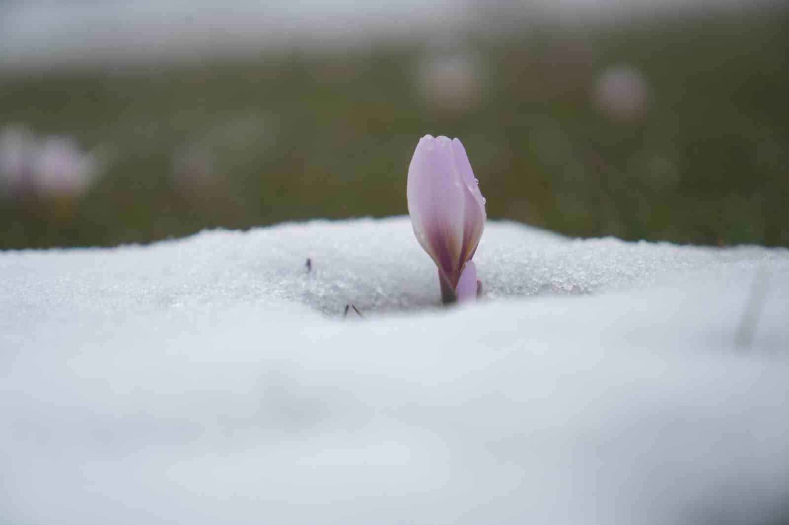 Baharın habercisi çiğdemler kar altında kaldı
Baharın habercisi çiğdemler kar altında kaldı