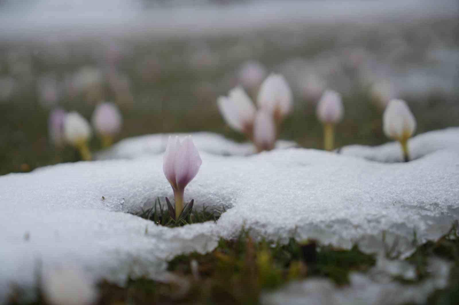 Baharın habercisi çiğdemler kar altında kaldı
Baharın habercisi çiğdemler kar altında kaldı
