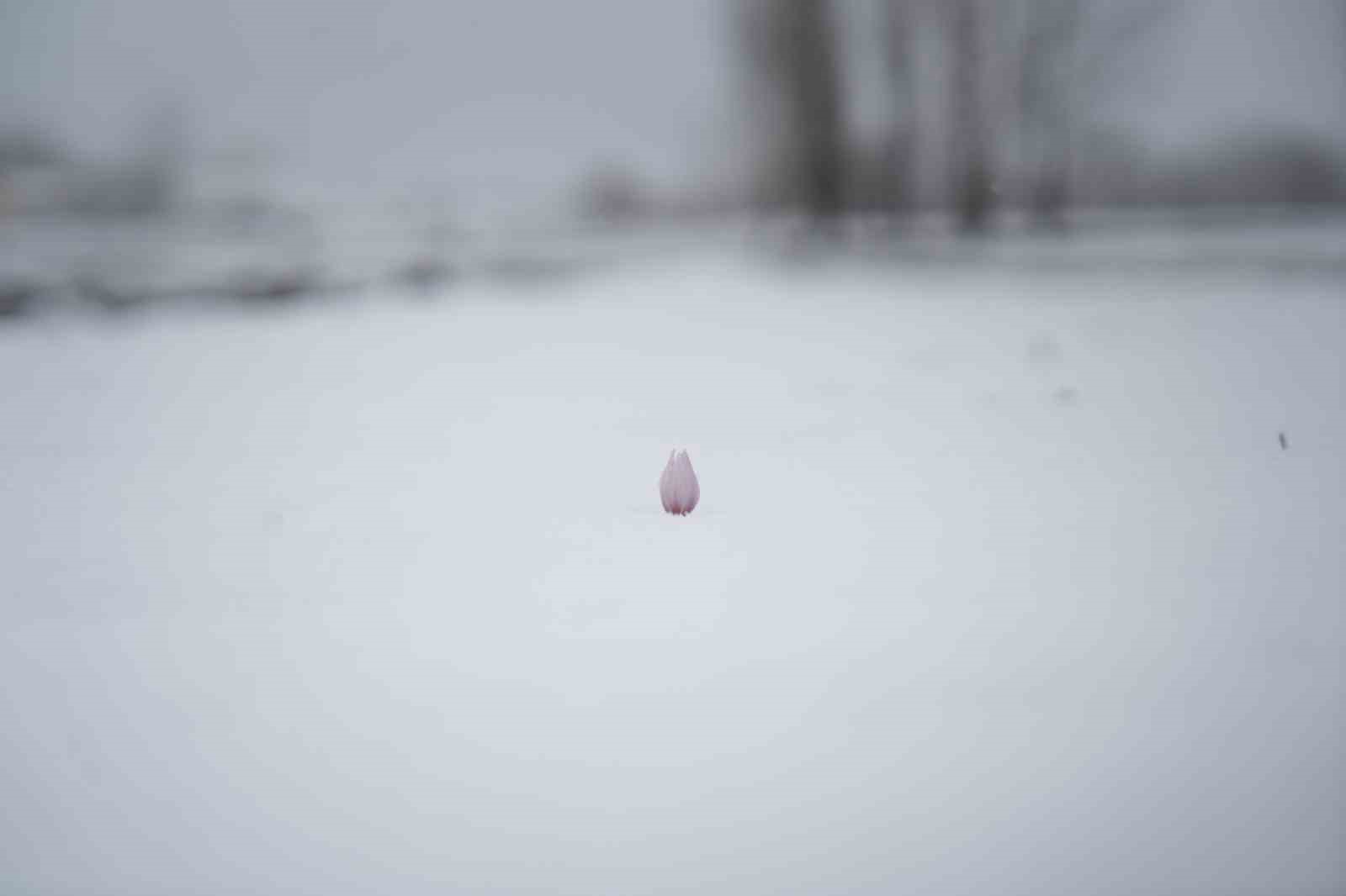 Baharın habercisi çiğdemler kar altında kaldı
Baharın habercisi çiğdemler kar altında kaldı