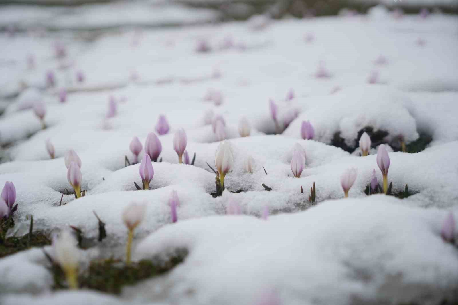 Baharın habercisi çiğdemler kar altında kaldı
Baharın habercisi çiğdemler kar altında kaldı