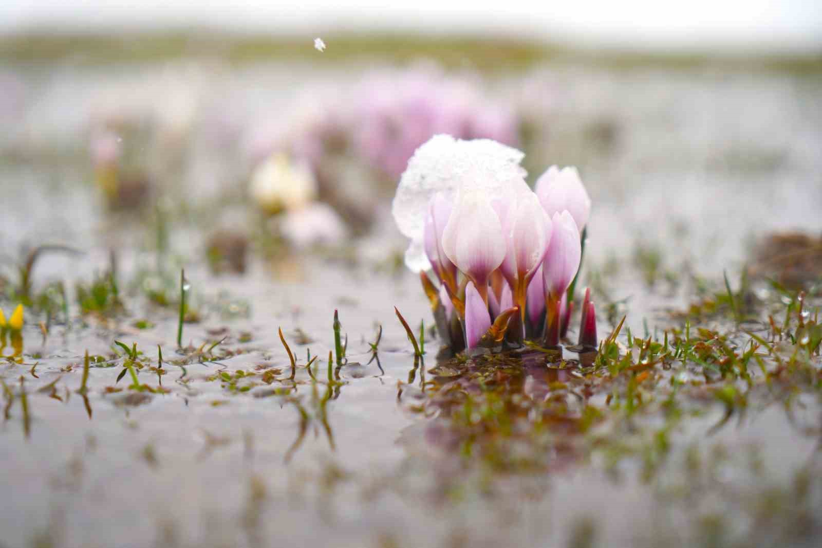 Baharın habercisi çiğdemler kar altında kaldı
Baharın habercisi çiğdemler kar altında kaldı