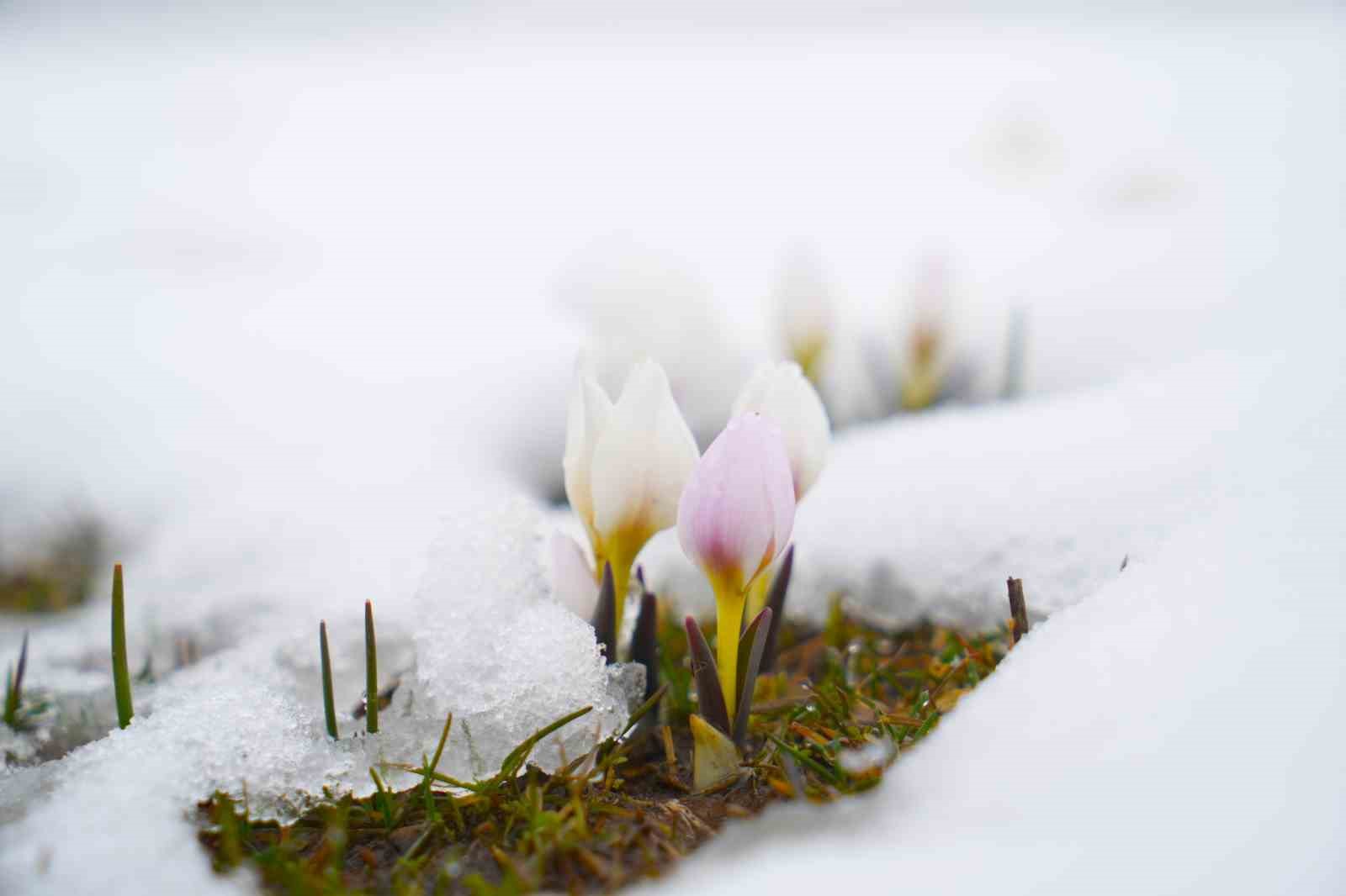 Baharın habercisi çiğdemler kar altında kaldı
Baharın habercisi çiğdemler kar altında kaldı
