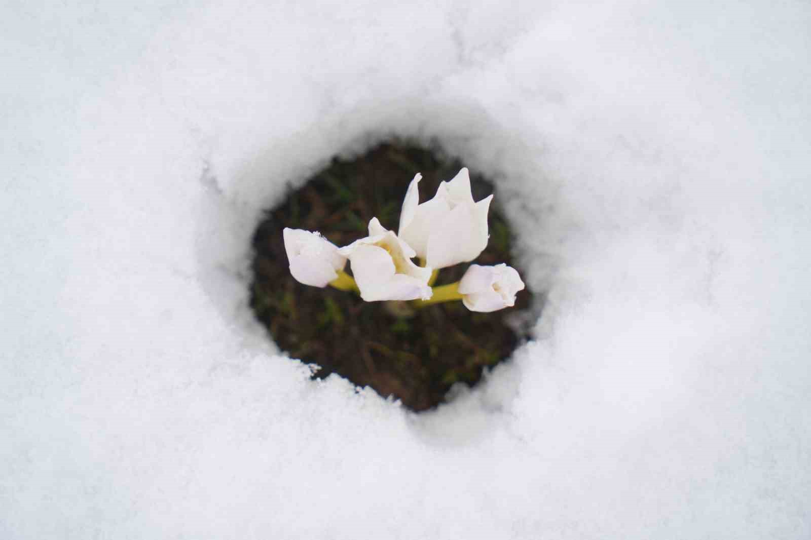 Baharın habercisi çiğdemler kar altında kaldı
Baharın habercisi çiğdemler kar altında kaldı