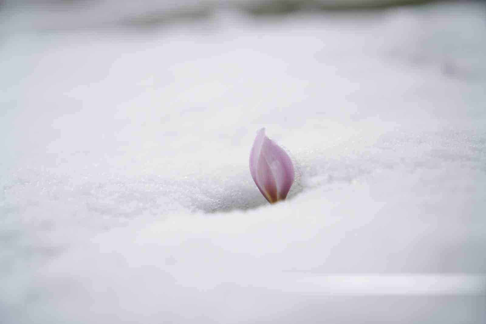 Baharın habercisi çiğdemler kar altında kaldı
Baharın habercisi çiğdemler kar altında kaldı