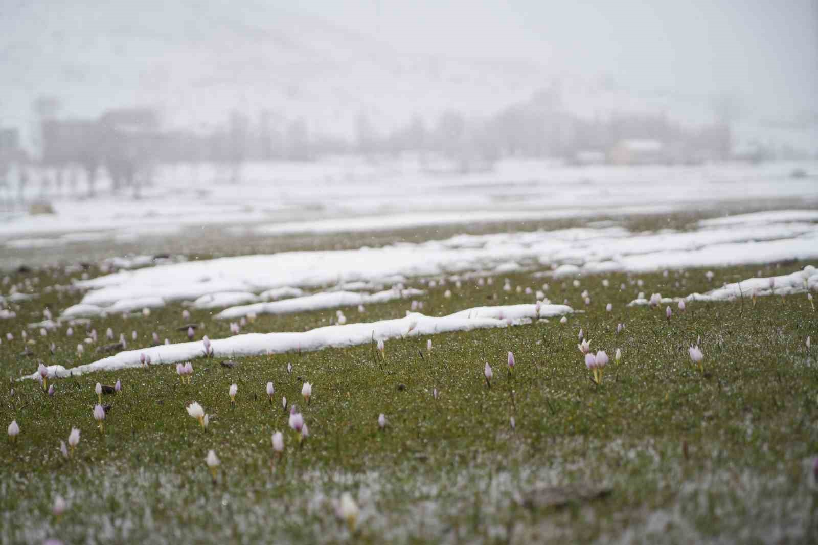 Baharın habercisi çiğdemler kar altında kaldı
Baharın habercisi çiğdemler kar altında kaldı