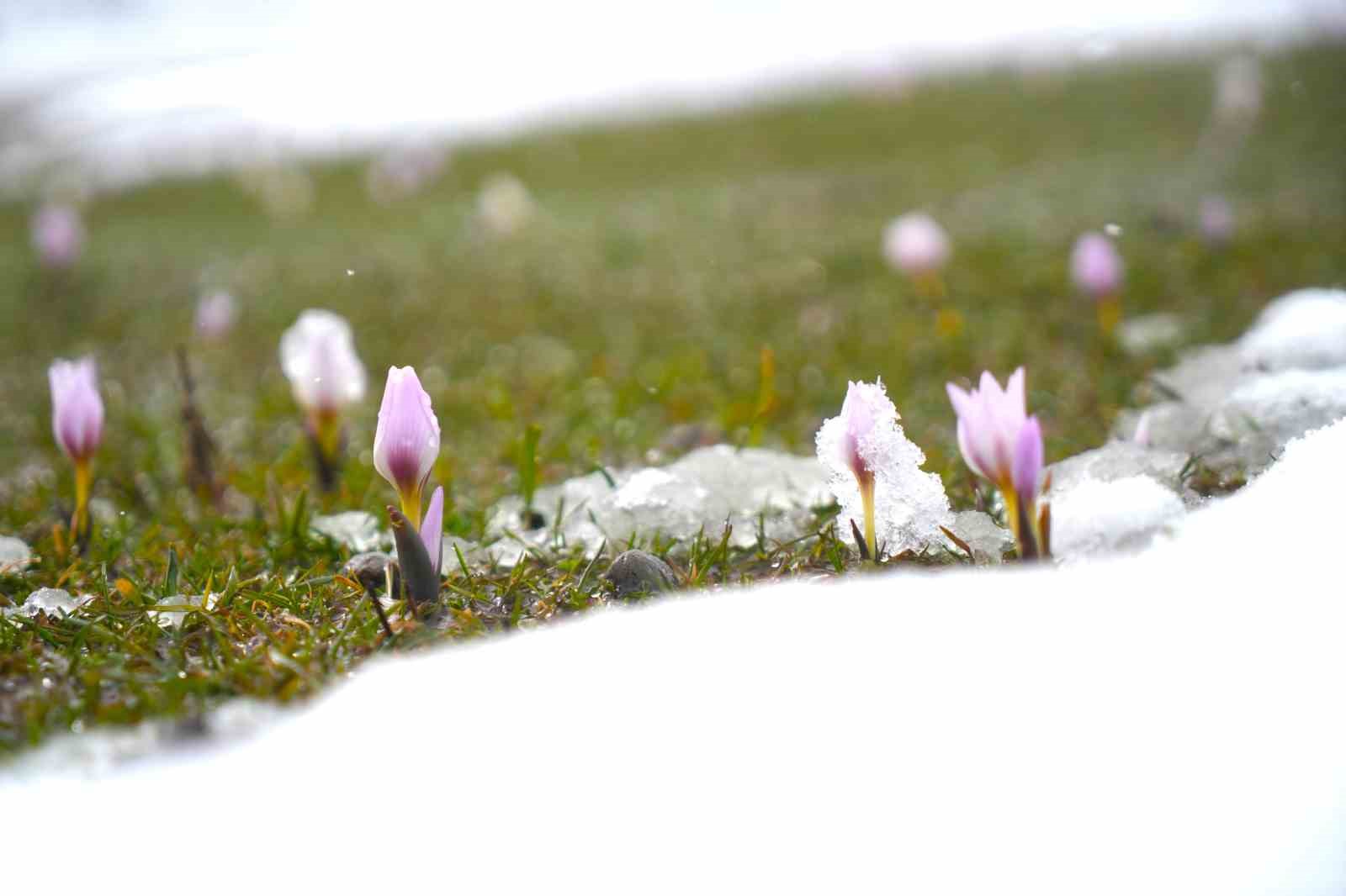 Baharın habercisi çiğdemler kar altında kaldı
Baharın habercisi çiğdemler kar altında kaldı