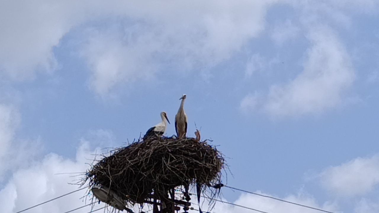 Baharın habercisi leylek, yuvasına bu yıl da eşiyle birlikte geldi

