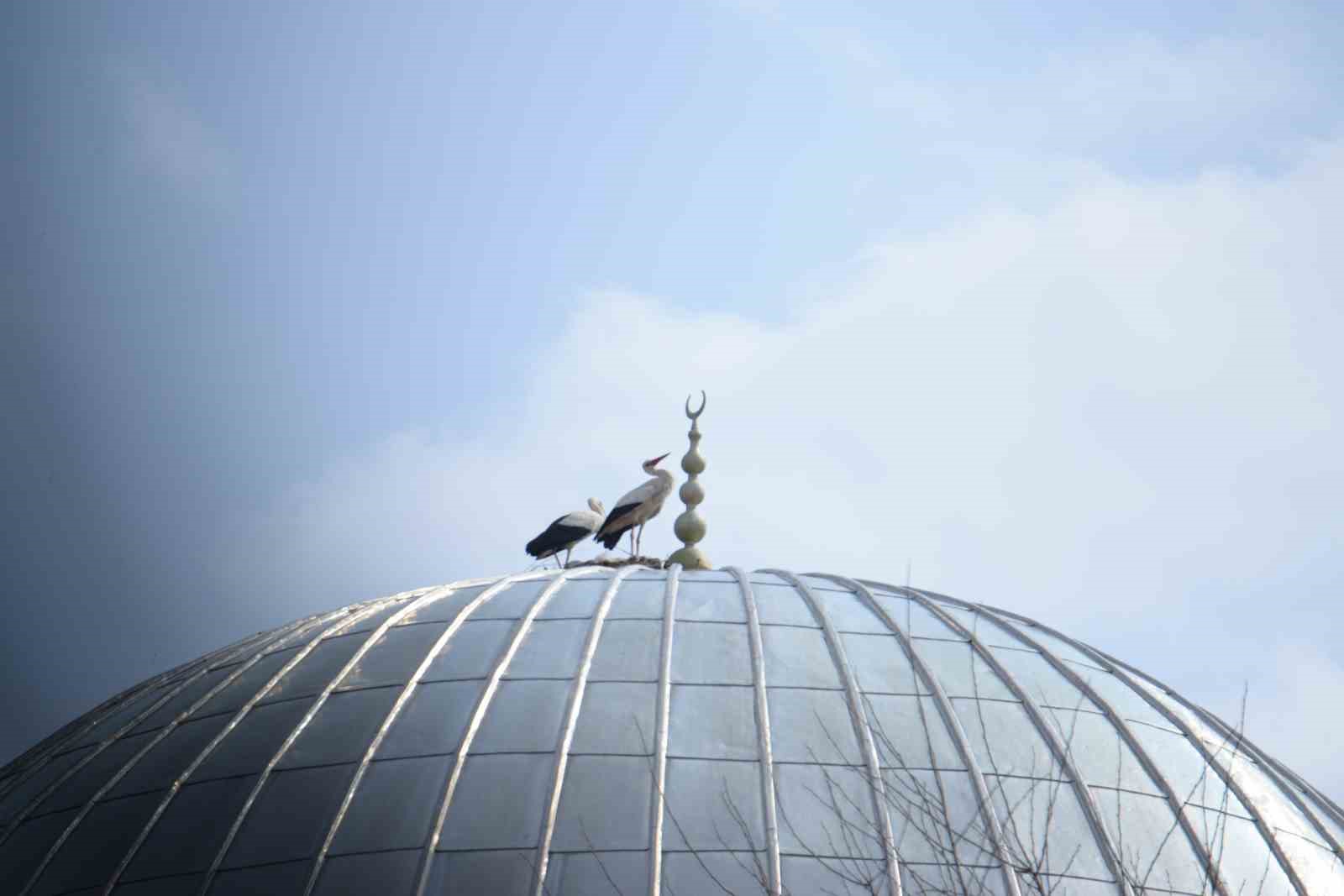 "Baharın habercisi" leylekler Muş Ovası’na gelmeye başladı
