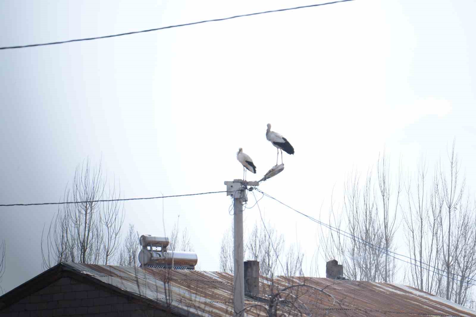 "Baharın habercisi" leylekler Muş Ovası’na gelmeye başladı
