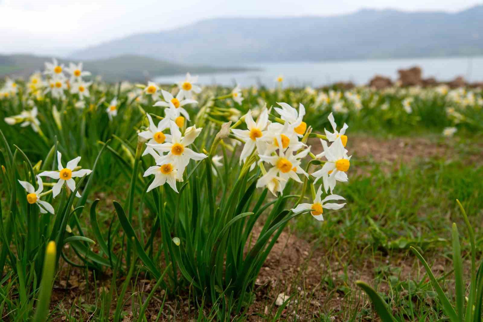 Baharın habercisi nergisler ziyaretçilerin ilgi odağı oluyor

