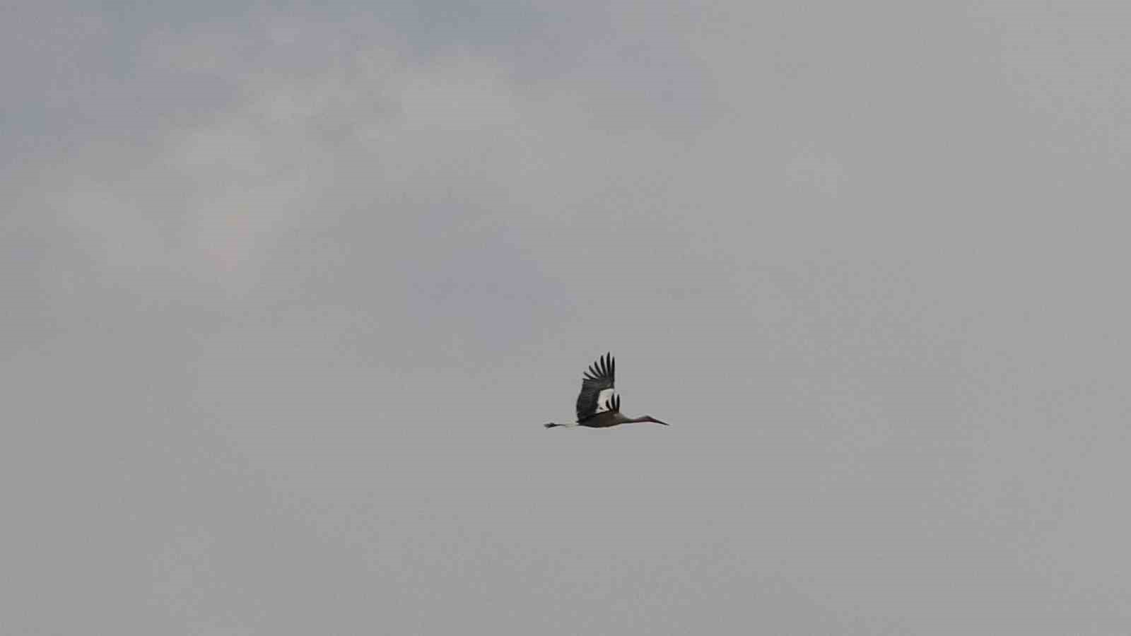 Baharın müjdecileri, asırlardır mesken tuttukları köye döndü
