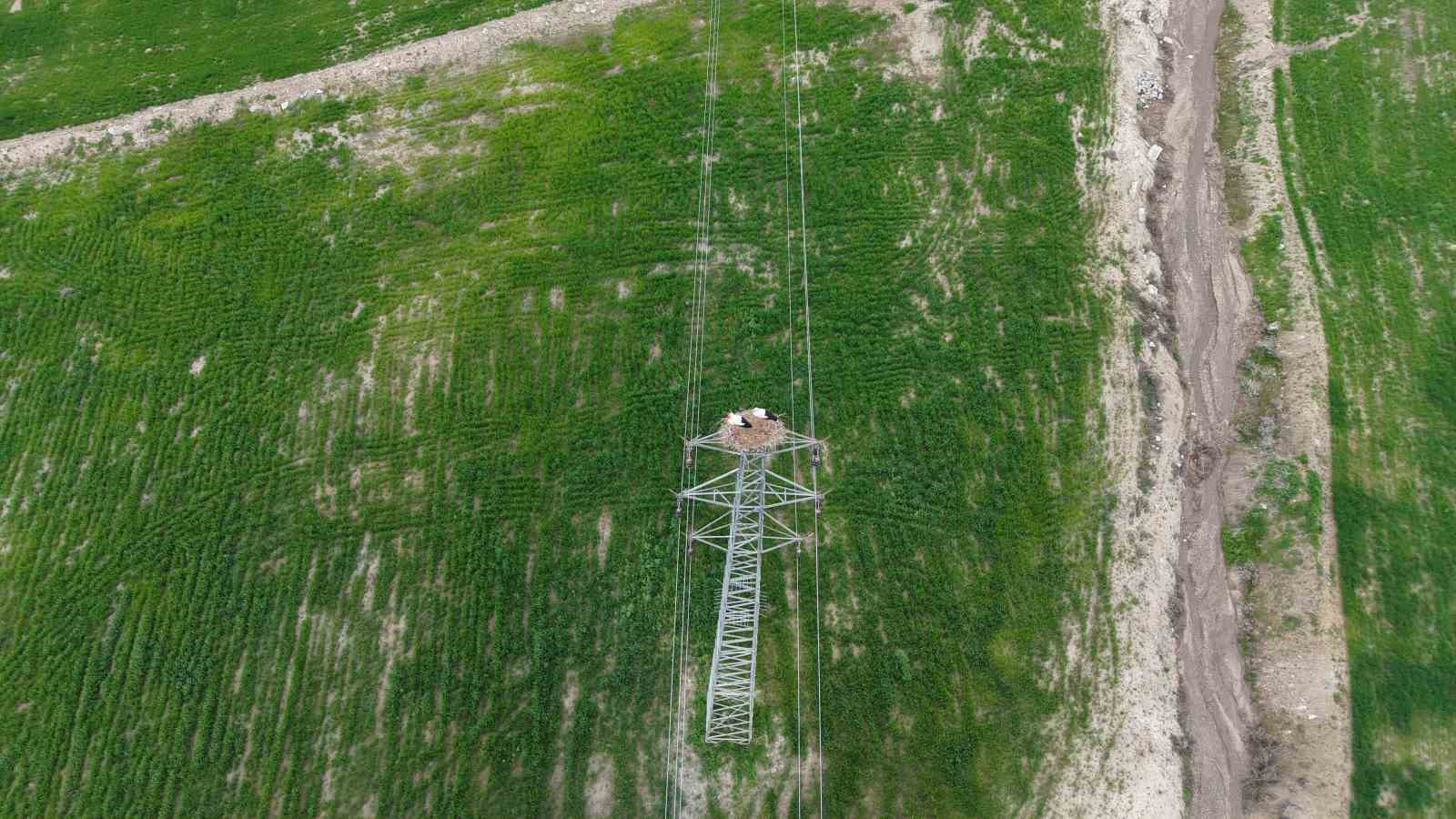 Baharın müjdecisi leylekler Elazığ’ı renklendiriyor
