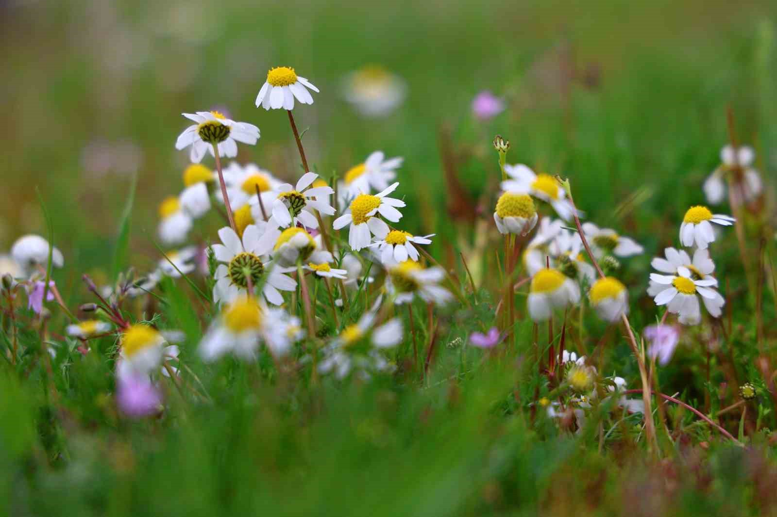 Baharın müjdecisi leylekler Elazığ’ı renklendiriyor
