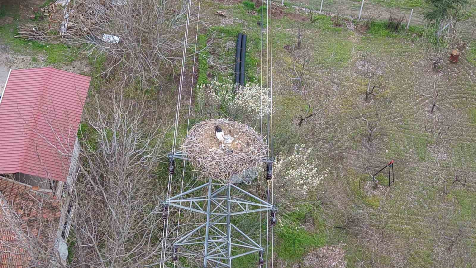 Baharın müjdecisi leylekler Elazığ’ı renklendiriyor
