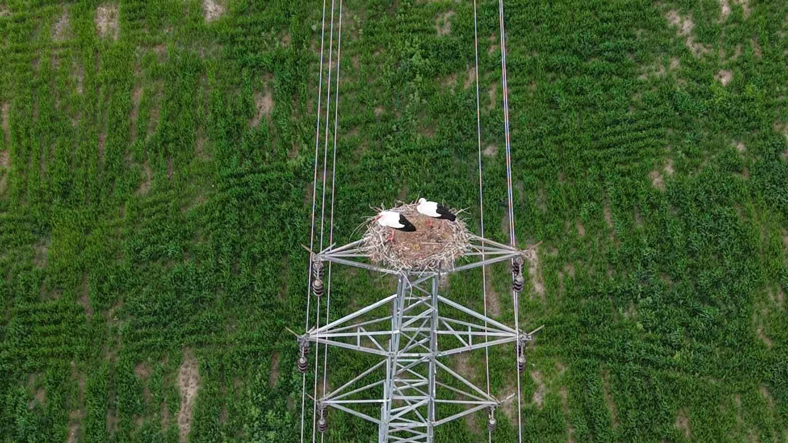 Baharın müjdecisi leylekler Elazığ’ı renklendiriyor
