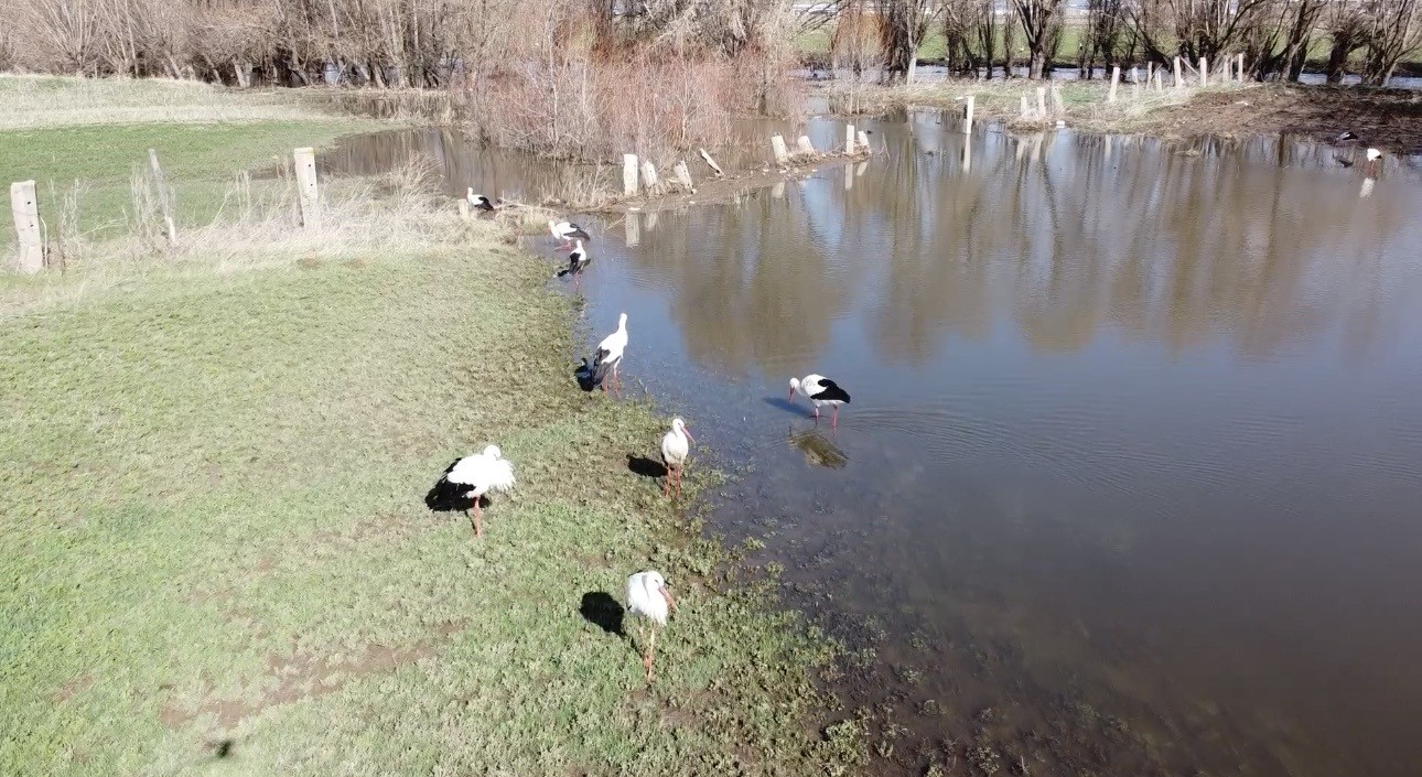 Baharın müjdecisi leylekler görsel şölen oluşturdu
