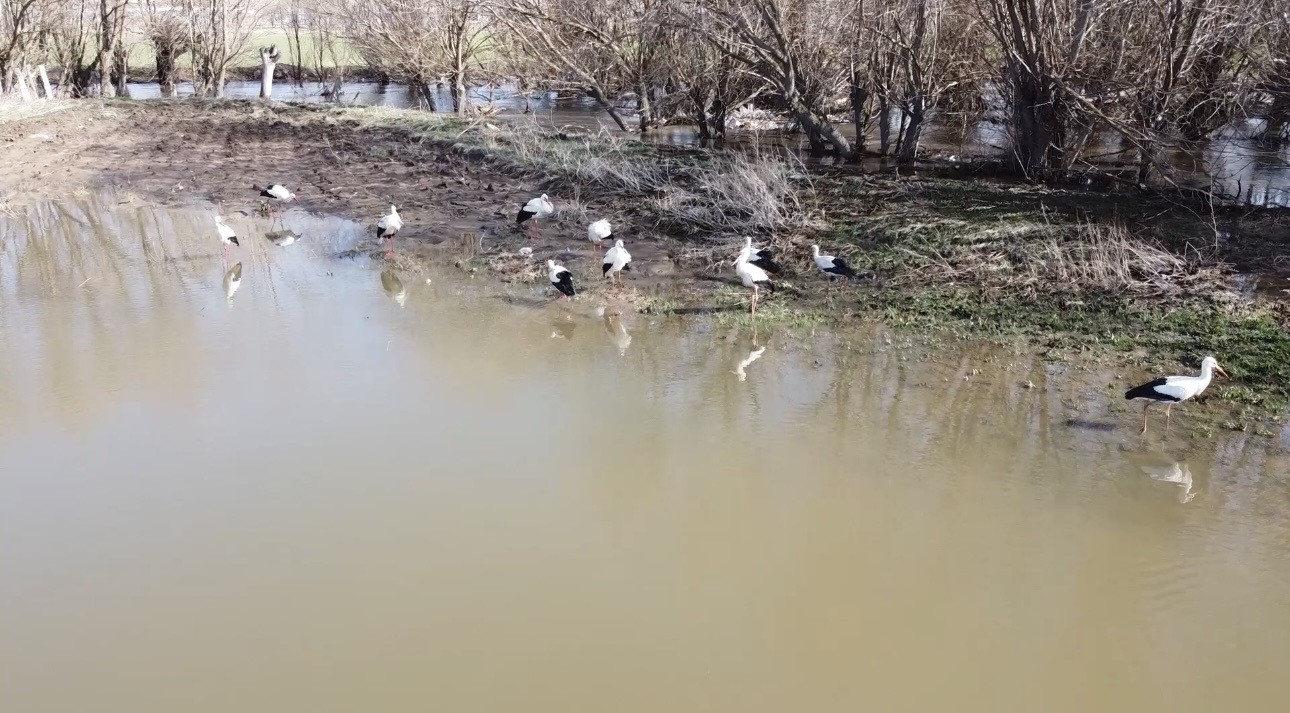Baharın müjdecisi leylekler görsel şölen oluşturdu
