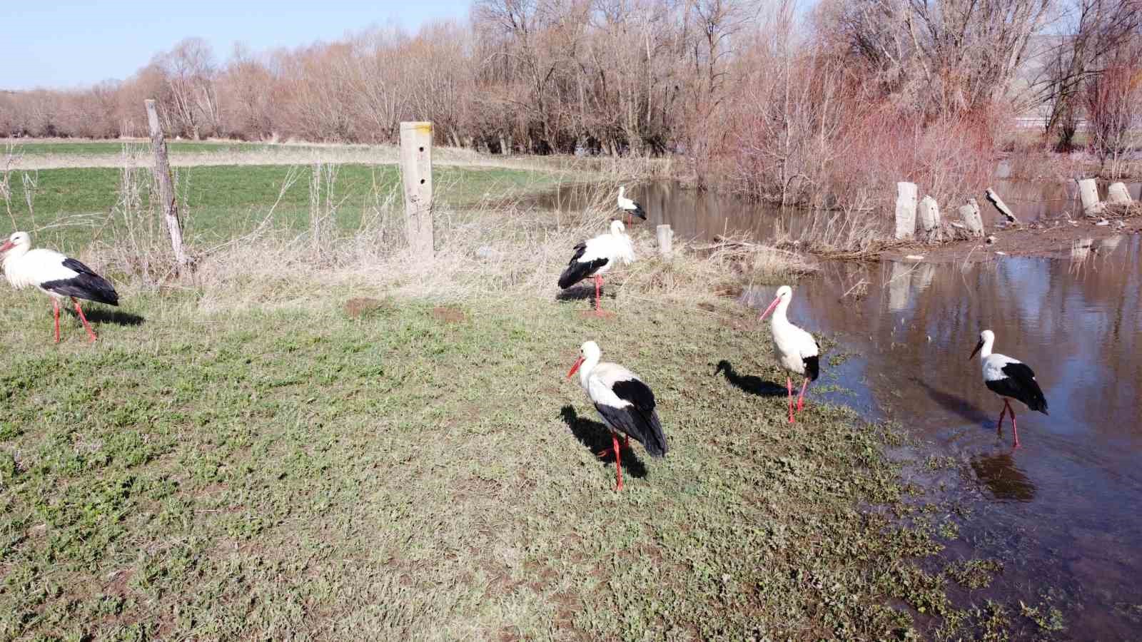 Baharın müjdecisi leylekler görsel şölen oluşturdu
