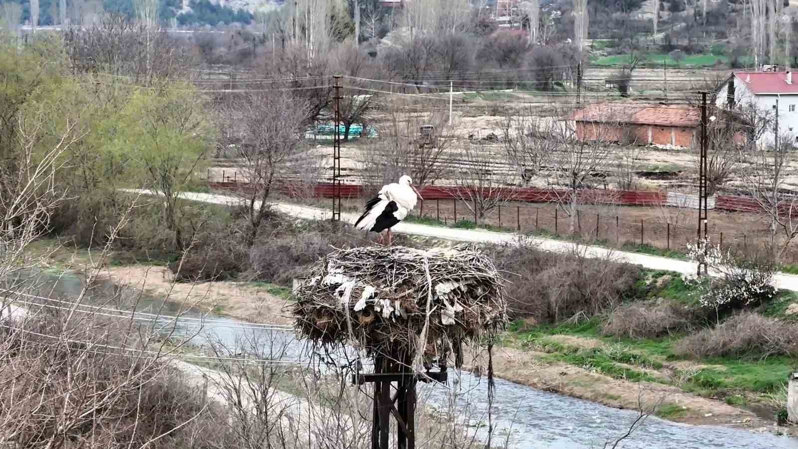 Baharın müjdecisi leylekler Sinop’a geldi
