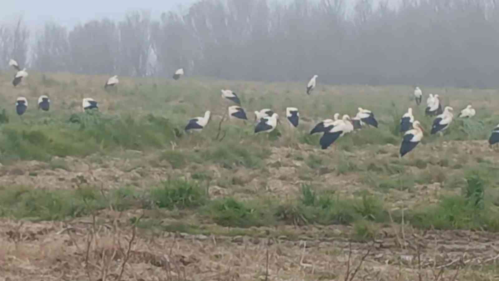 Baharın müjdecisi  leylekler: Yüzlercesi aynı anda konakladı
