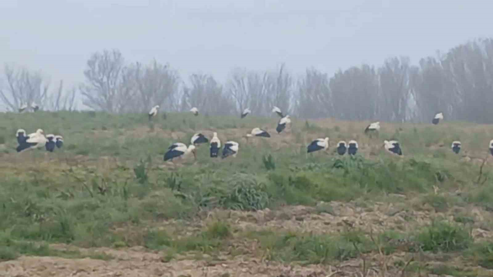 Baharın müjdecisi  leylekler: Yüzlercesi aynı anda konakladı
