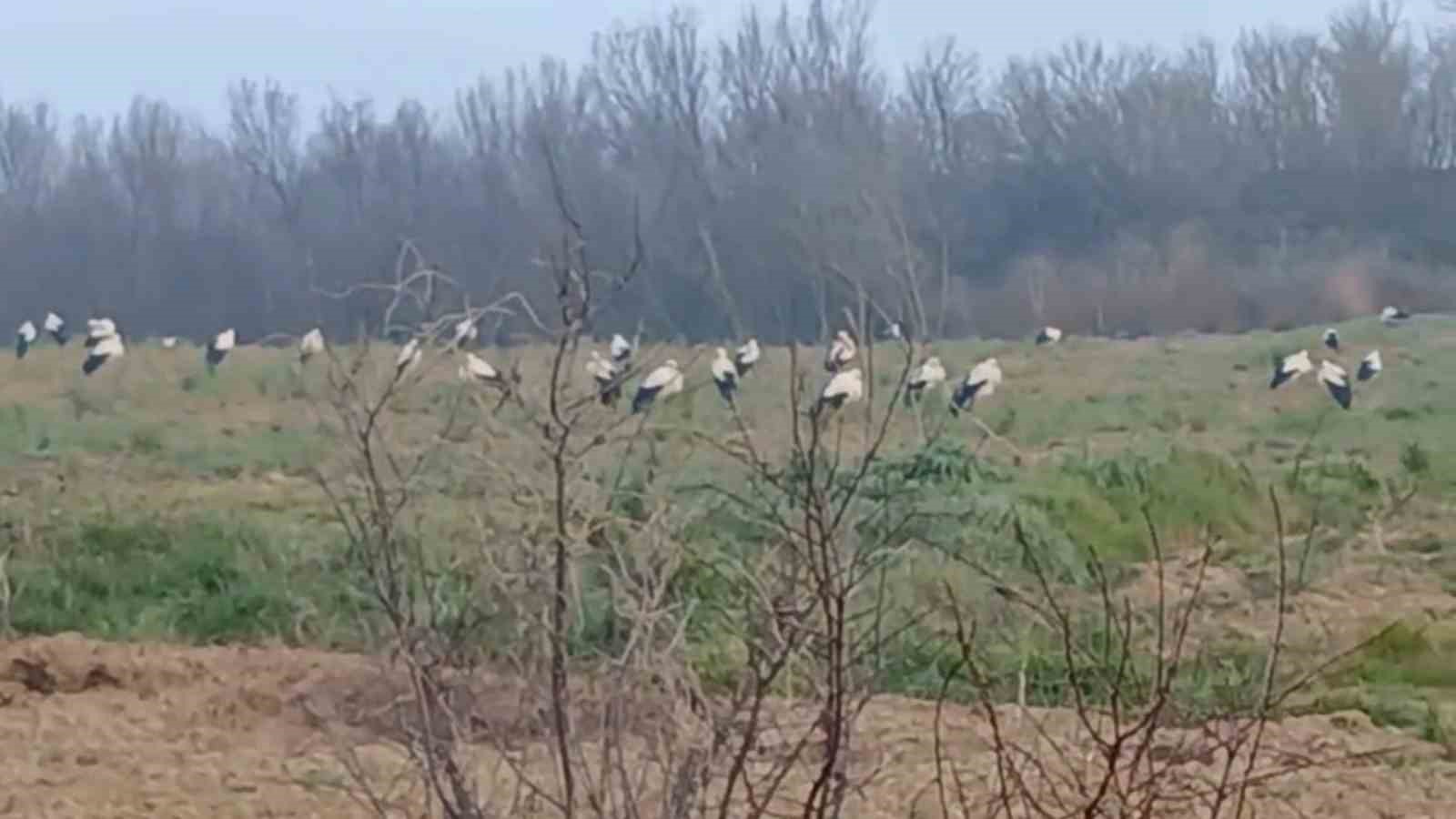 Baharın müjdecisi  leylekler: Yüzlercesi aynı anda konakladı
