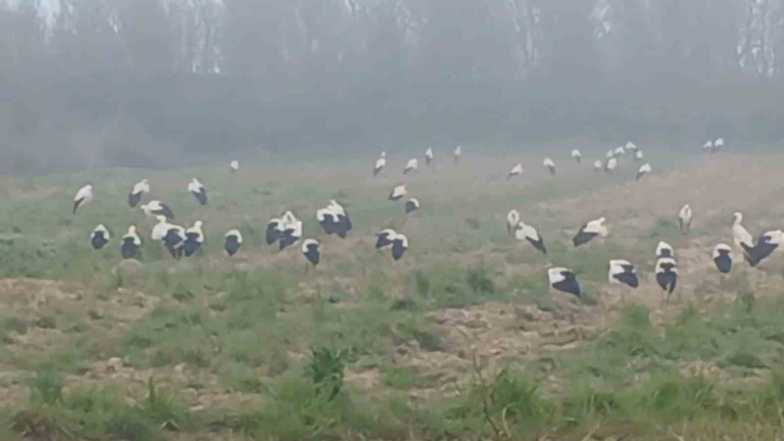 Baharın müjdecisi  leylekler: Yüzlercesi aynı anda konakladı
