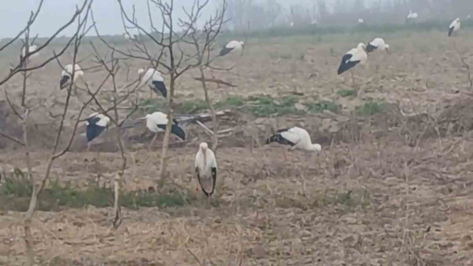 Baharın müjdecisi  leylekler: Yüzlercesi aynı anda konakladı
