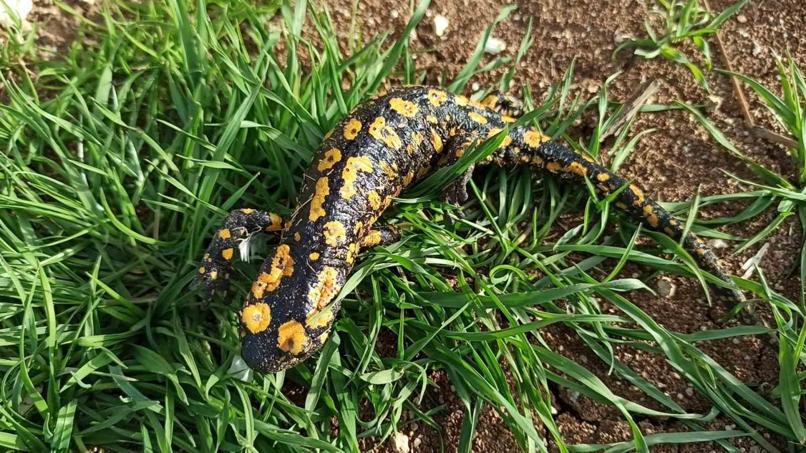 Baharla birlikte Benekli Semenderler çıkmaya başladı; Zarar vermenin bedeli, 557.212 TL
