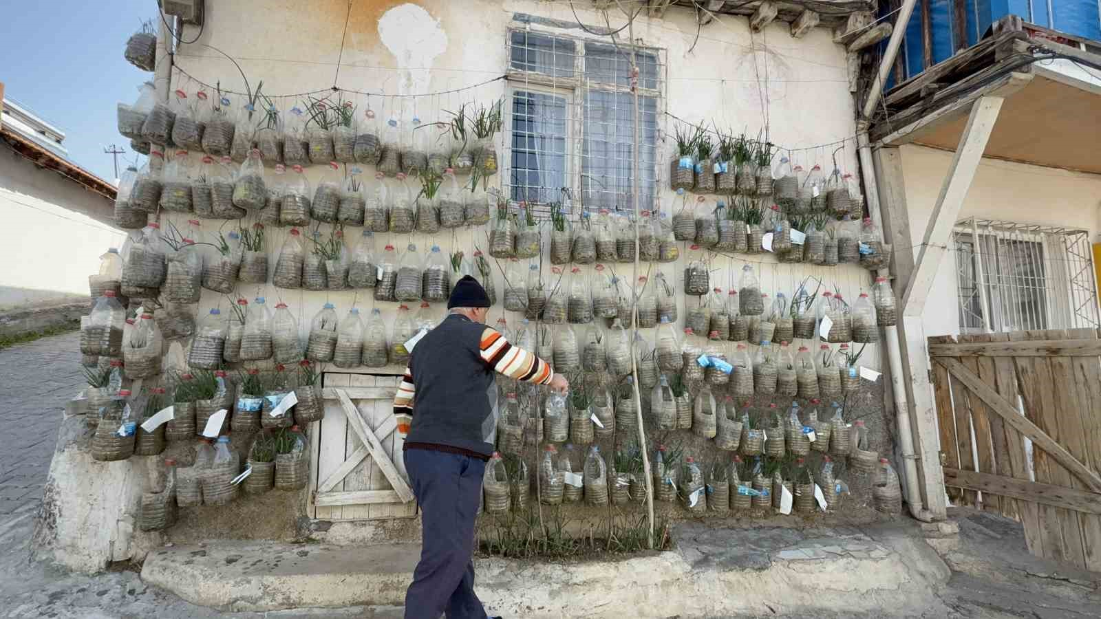 Bahçede yetiştiremeyince çözümü evinin duvarında buldu
