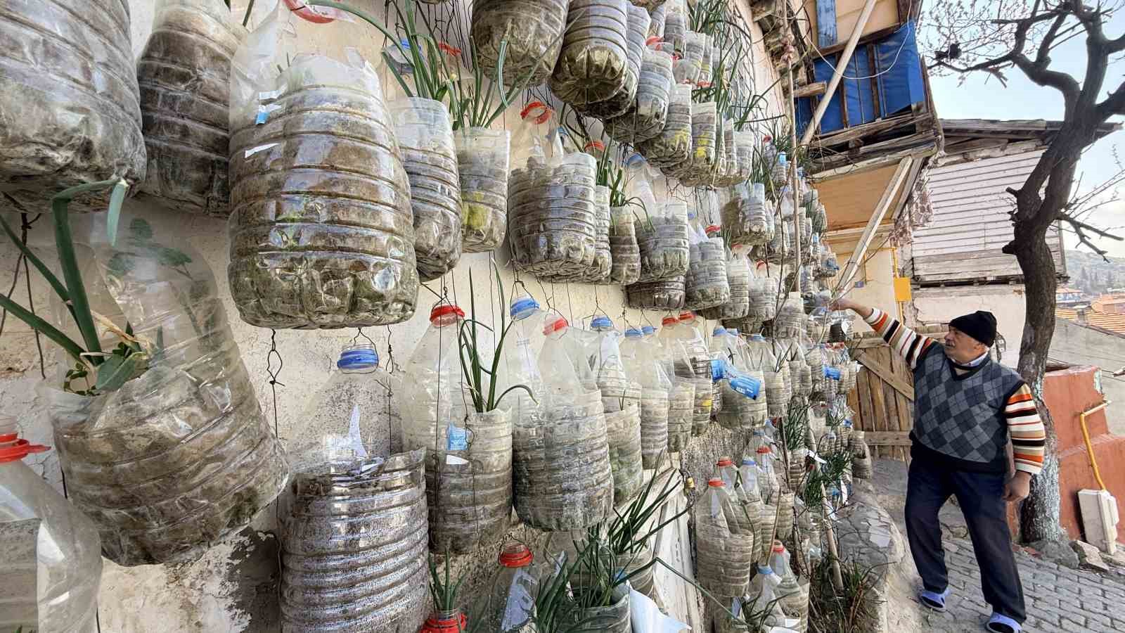 Bahçede yetiştiremeyince çözümü evinin duvarında buldu
