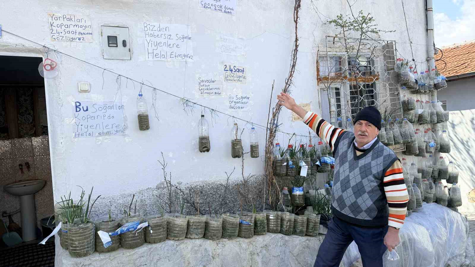 Bahçede yetiştiremeyince çözümü evinin duvarında buldu
