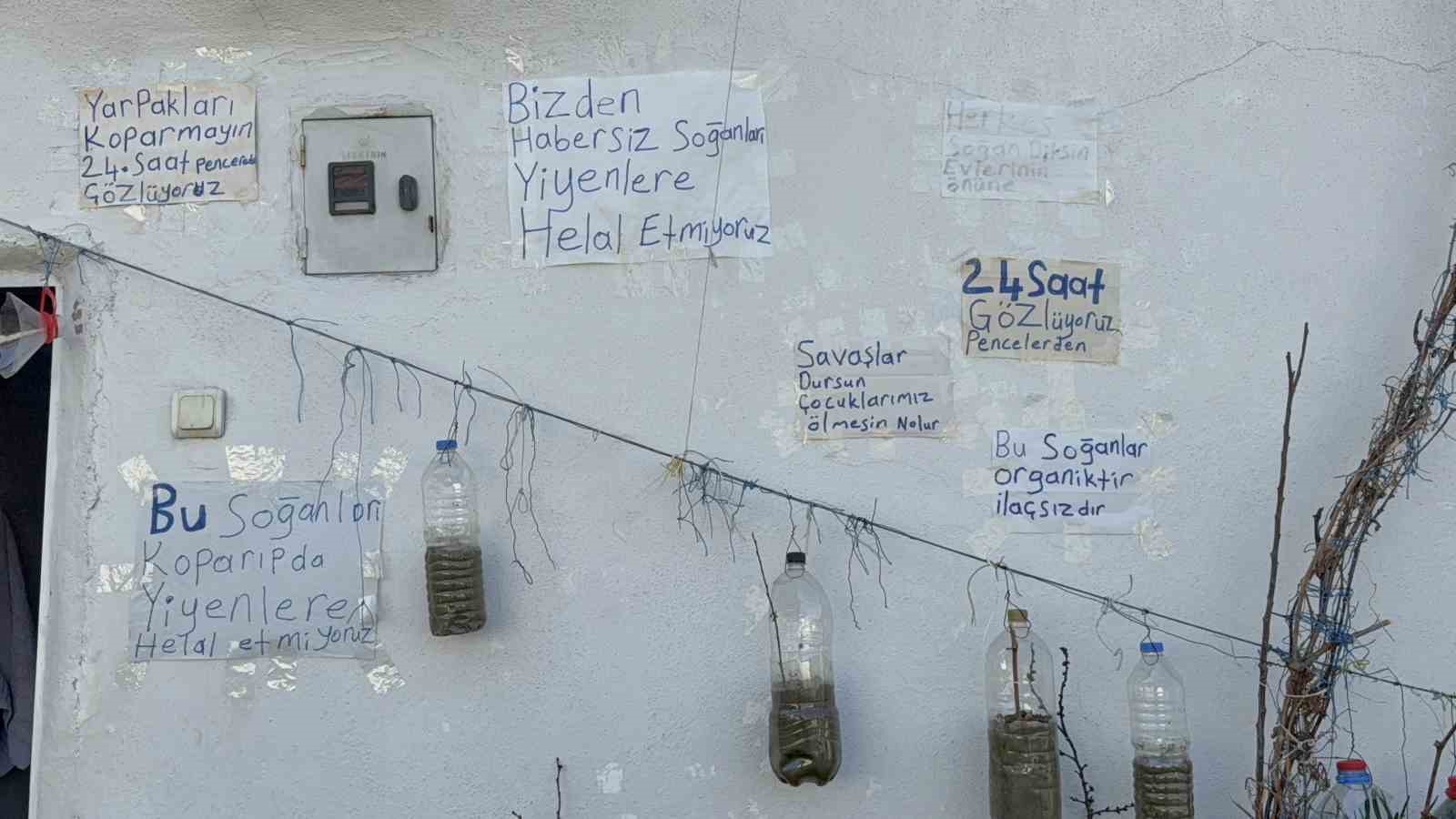 Bahçede yetiştiremeyince çözümü evinin duvarında buldu
