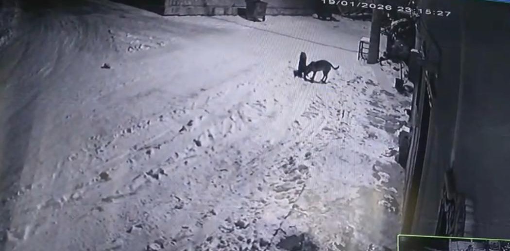 Bahçesine giren kurtları çaydanlıktaki sıcak suyla kovaladı
