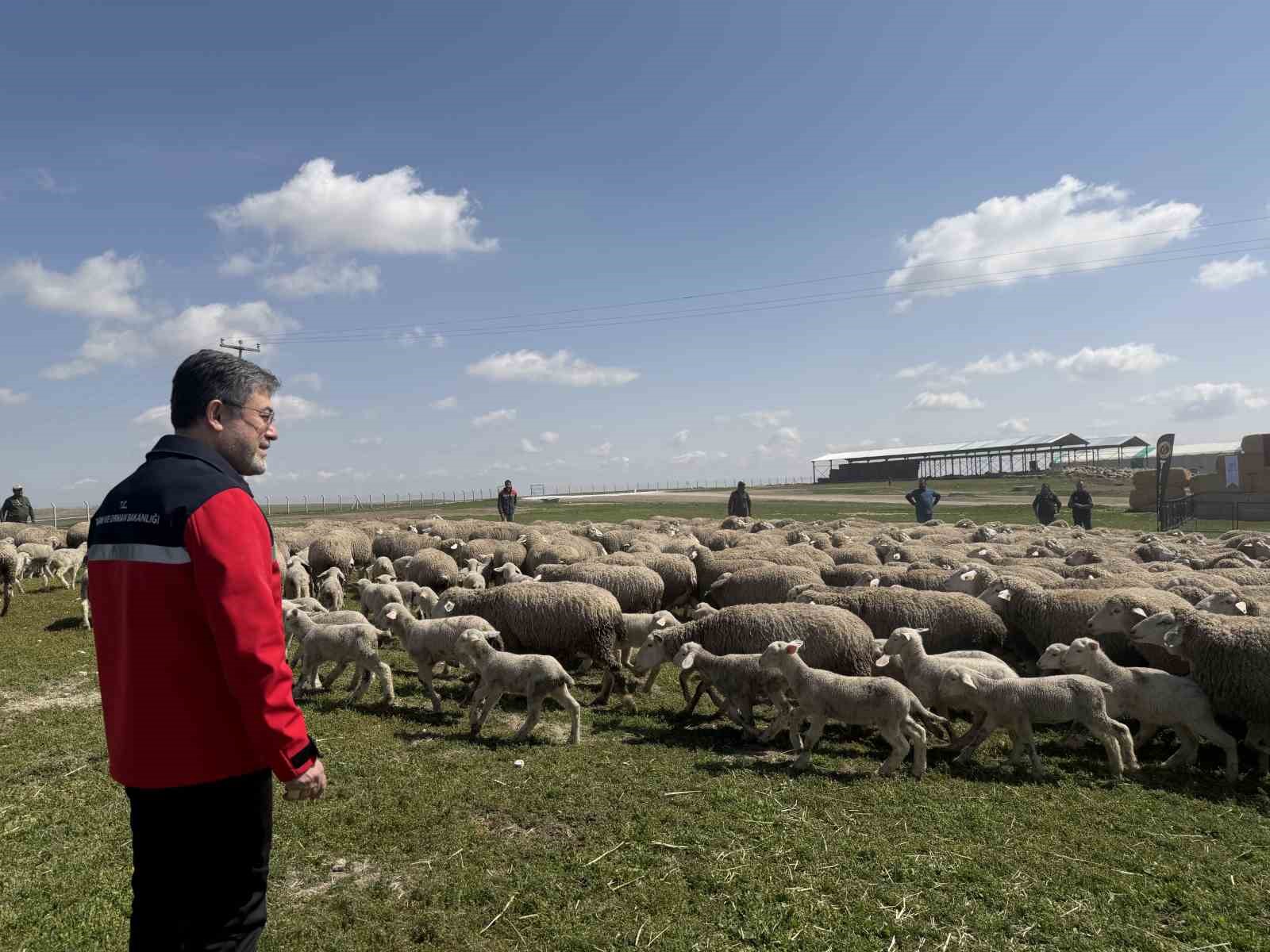 Bakan Yumaklı: (Kırsalda Bereket Küçükbaşa Destek Projesi) "En iyi ırkın oluşturulması için çalışılmış sürülerden verilecek"

