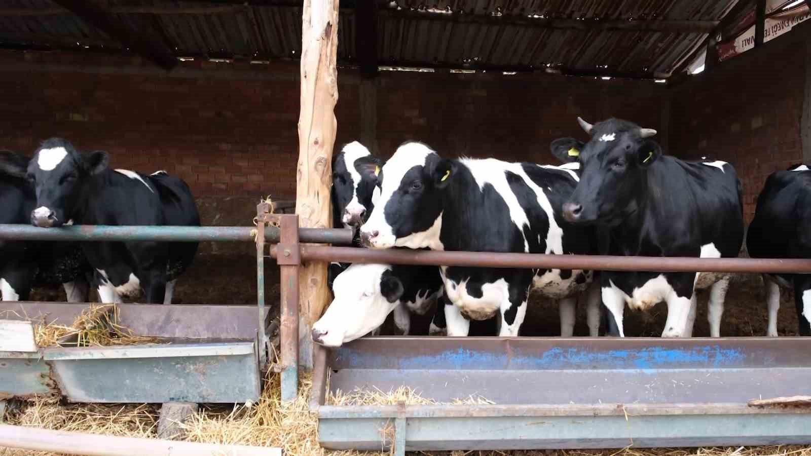 Bakanlık pilot il olarak Amasya’dan başlattı: Süt ineklerinden etçi buzağı elde edilecek
