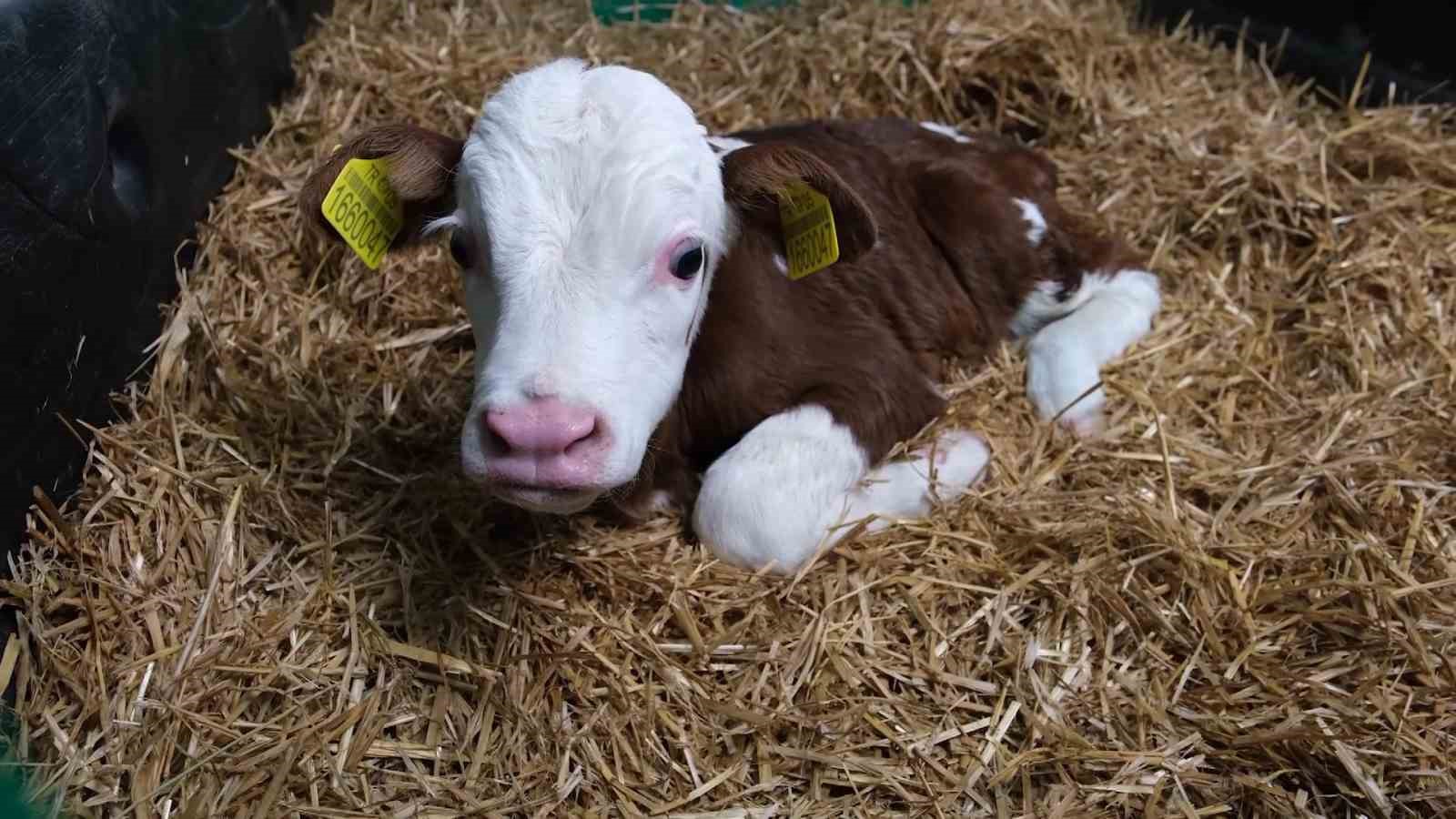 Bakanlık pilot il olarak Amasya’dan başlattı: Süt ineklerinden etçi buzağı elde edilecek
