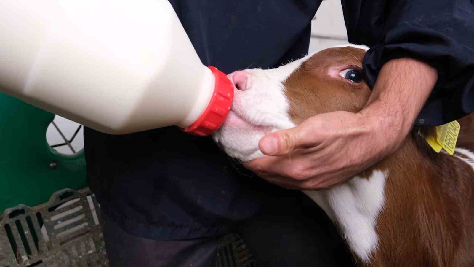 Bakanlık pilot il olarak Amasya’dan başlattı: Süt ineklerinden etçi buzağı elde edilecek
