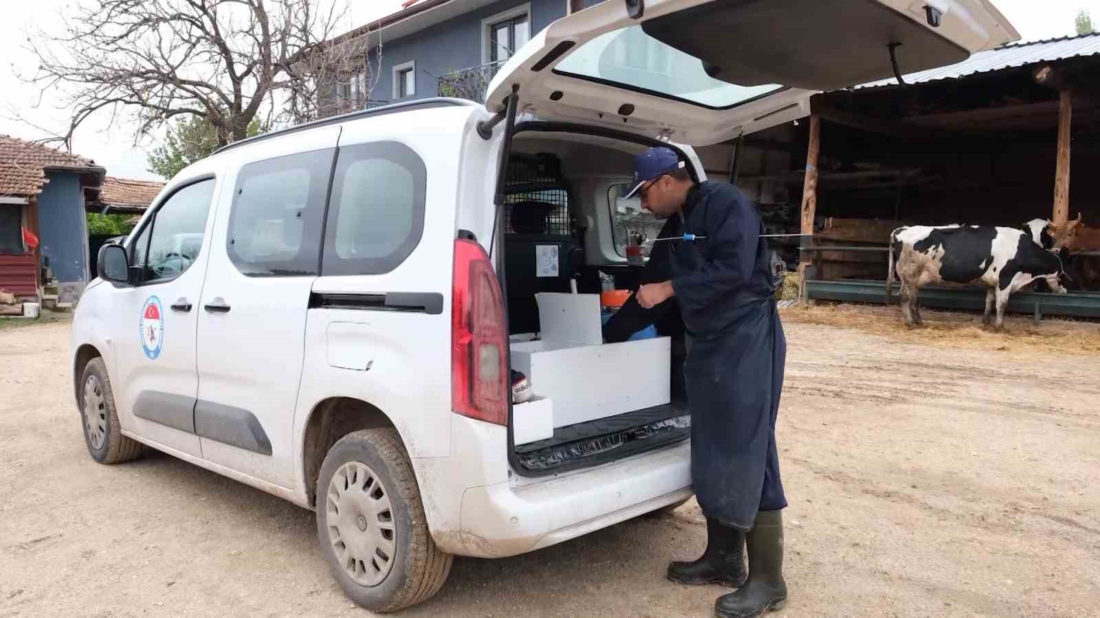 Bakanlık pilot il olarak Amasya’dan başlattı: Süt ineklerinden etçi buzağı elde edilecek
