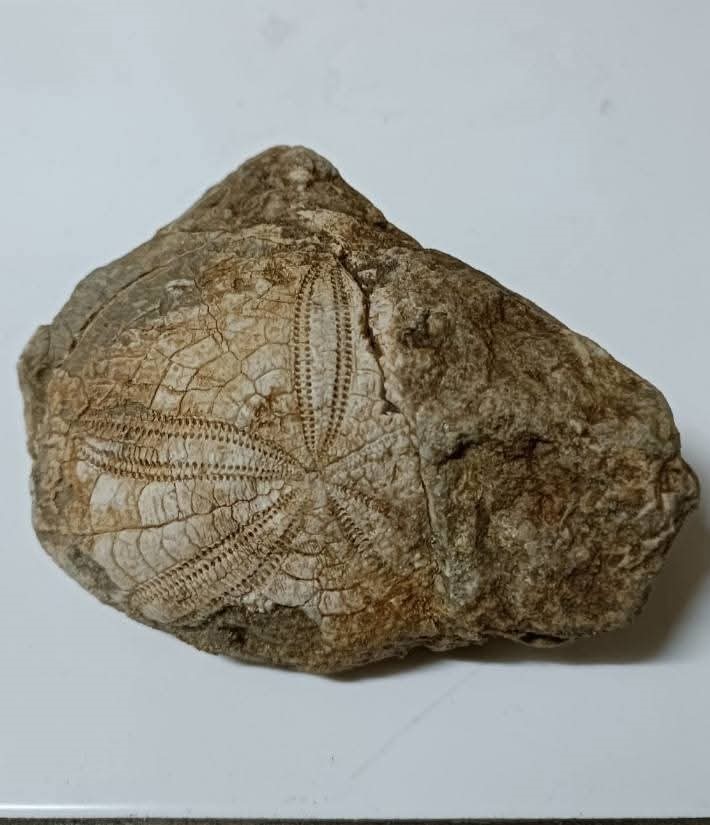 Baklan’da milyonlarca yıllık deniz yıldızı fosili bulundu
