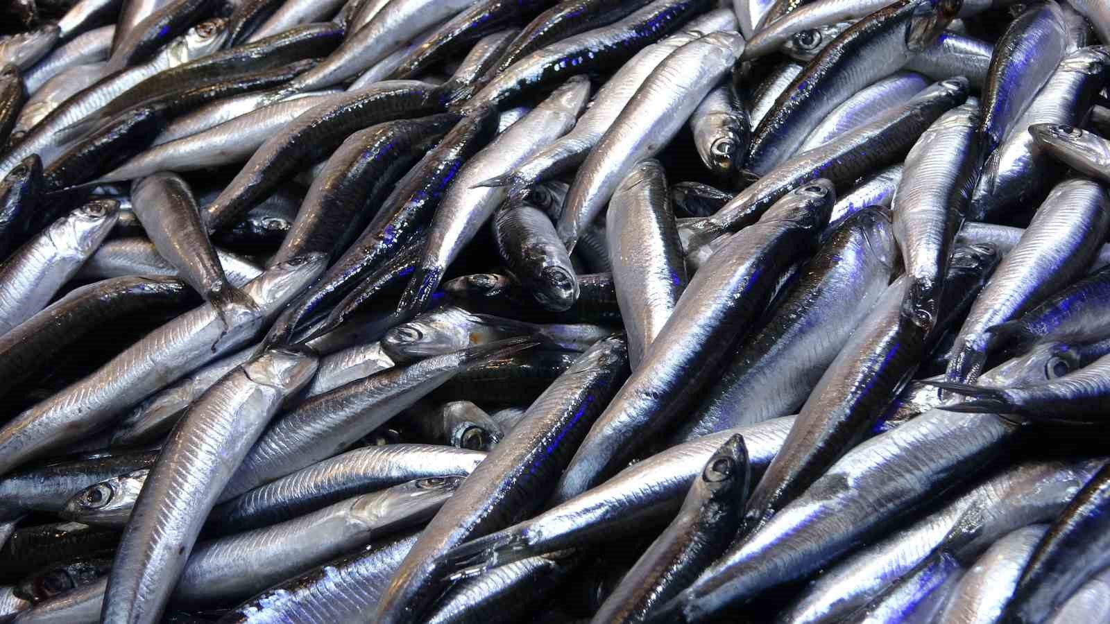 Balık av sezonu biterken, balıkçılar sezonu değerlendirdi
