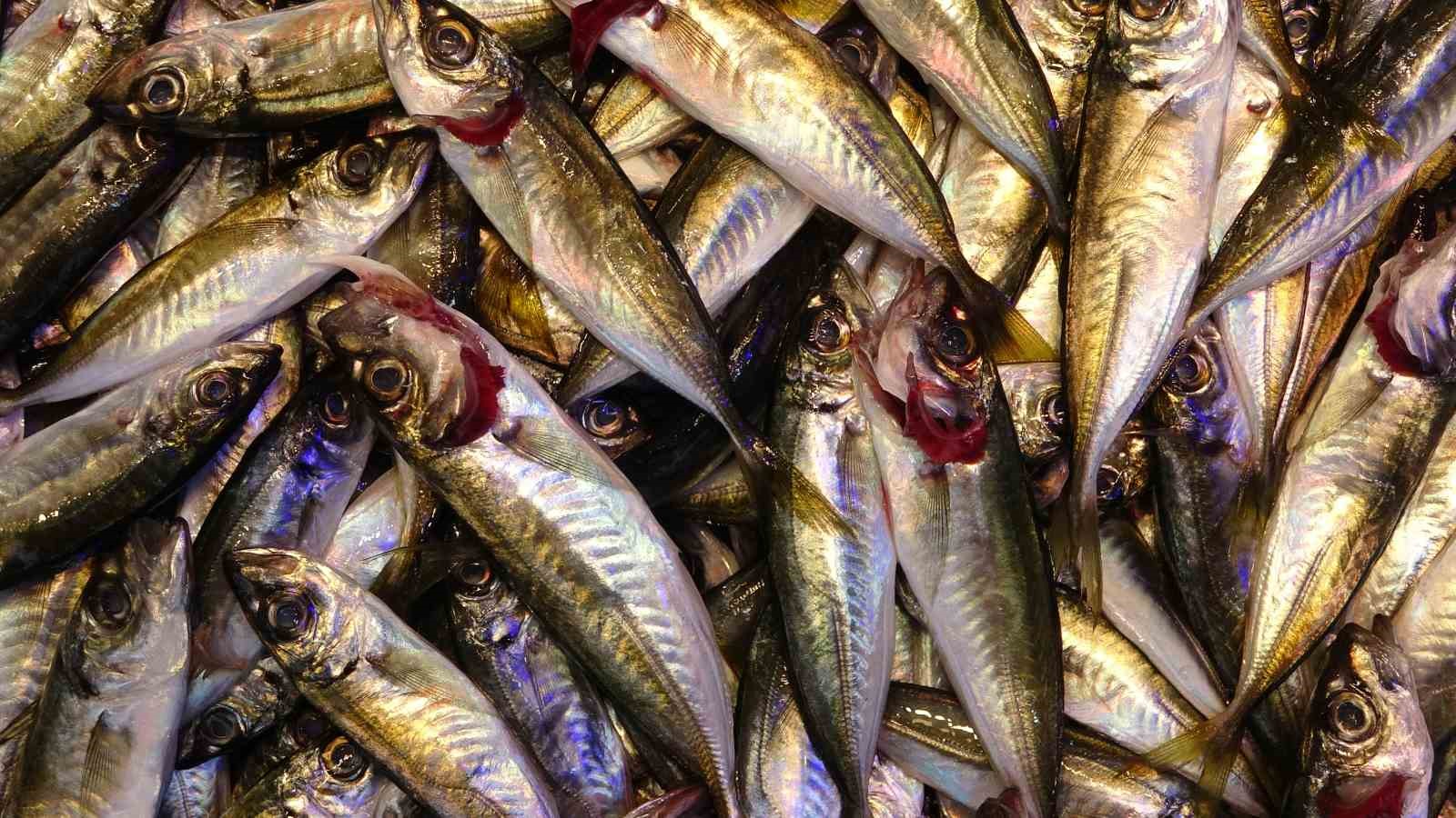 Balık av sezonu biterken, balıkçılar sezonu değerlendirdi
