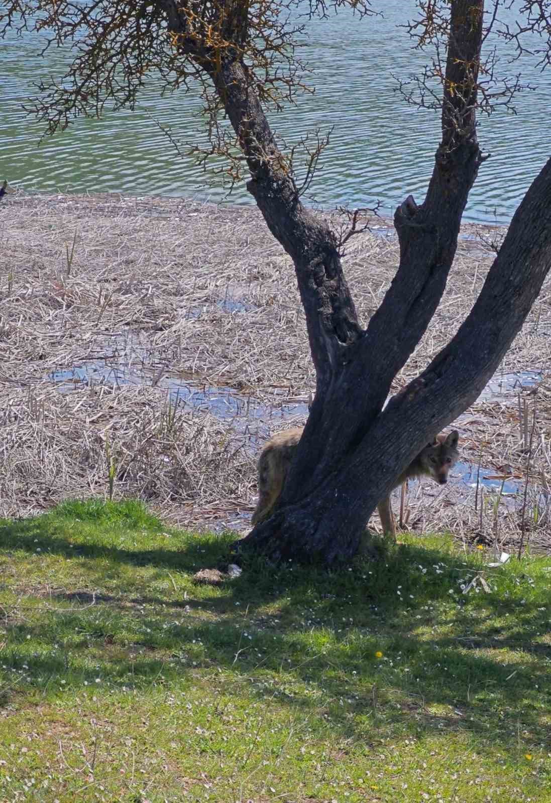 Balık tutmaya giderken kurtla karşılaştılar
